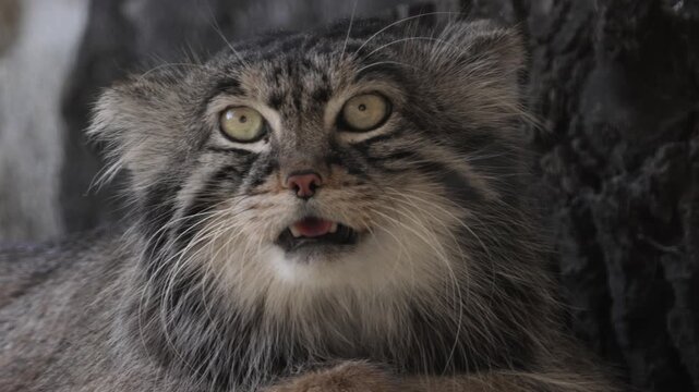A close up shot of a manul cat also known as Pallas cat in natural habitat, wild animal with a fluffy body.