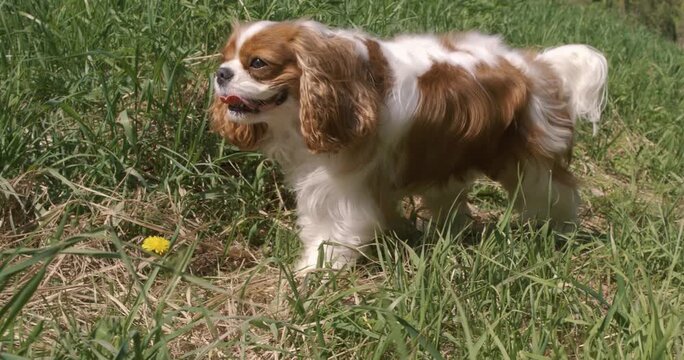 A cute cavalier king charles spaniel dog walking through lush green grass in slow motion on a bright sunny day.
