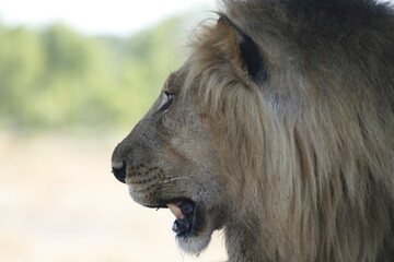 African male lion in profile with a full mane against a green blur © WildinAfrica
