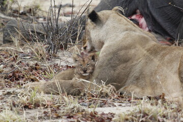 African lioness rests with a cub tucked beside her near a carcass © WildinAfrica