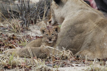 African lion cub and lioness lie close together near a carcass © WildinAfrica