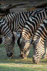 zebra eating grass © Rio