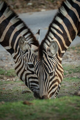 zebra eating grass © Rio