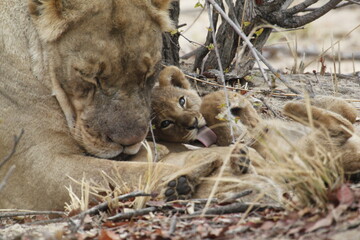 African lion cub licks its lips while cuddled up to a lioness © WildinAfrica