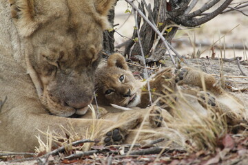 African lion cub with bright eyes lies on its side against a lioness © WildinAfrica