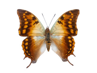 Fototapeta premium Green-veined emperor butterfly Charaxes candiope isolated on white background