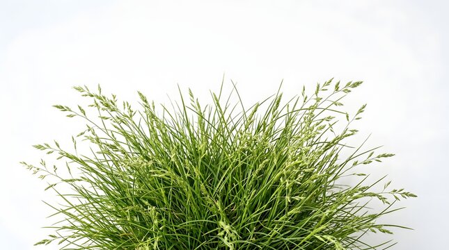 Dense clump of green meadow grass with seed heads isolated on white background