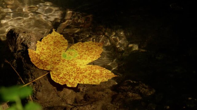 Slow motion shot of golden autumn maple leaf rippling on wet rock in sunlit patch of forest stream   