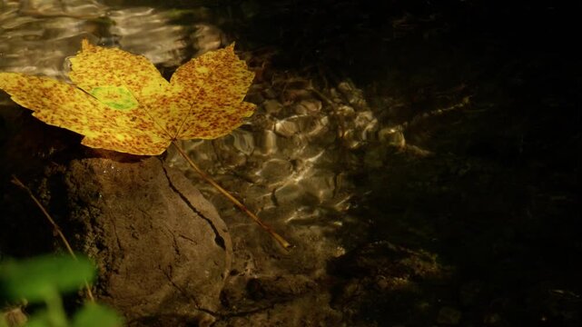 Slow motion shot of golden autumn maple leaf falling onto rock in sunlit patch of calm forest stream surrounded by shade   