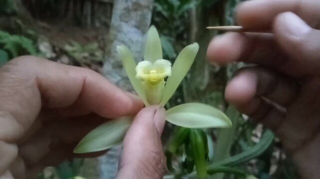 Close-up of farmer hands pollinating vanilla flower on a plantation
