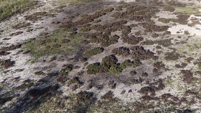 Aerial View of Coastal Salt Marsh and Wetland Vegetation