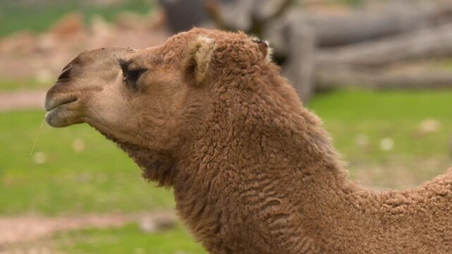 Profile View of a Dromedary Camel Chewing Food Outdoors