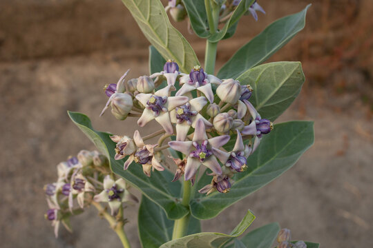 Close up of blooming purple crown flower Calotropis gigantea growing on green branch outdoor