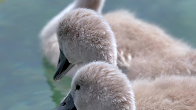 Cute Fluffy Mute Swan Cygnets Swimming Together in Calm Clear Water
