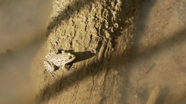 A patterned frog sits on a submerged log in calm water, bathed in gentle sunlight and soft shadows, capturing a quiet moment in nature.