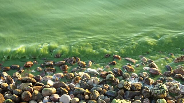 Bright green toxic algae drifts rhythmically over smooth stones at the edge of a calm lake as gentle ripples push the colorful aquatic plants toward the jagged shore in this peaceful nature setting