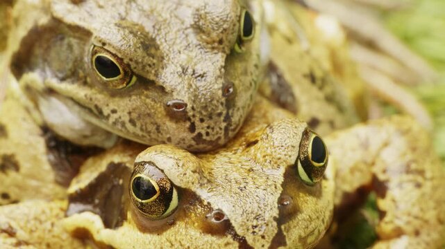 Large common frogs on land mating stock footage