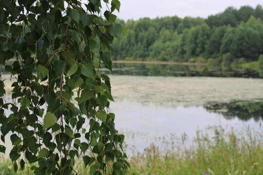 The birch branches are beautiful near the lake.
