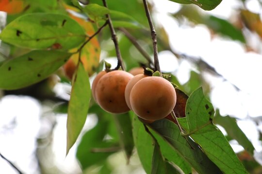 A landscape with wild persimmon fruit