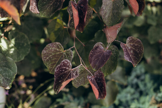 Heart-shaped leaves showing changing maroon and green colors