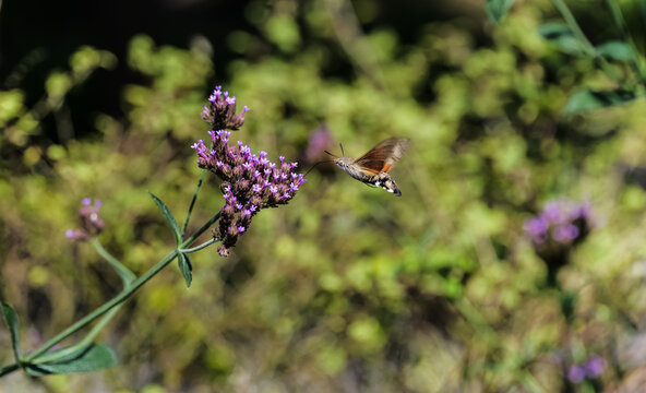 The orange-yellow hummingbird hawk-moth hovering in the air and sipping vervain froze instantly