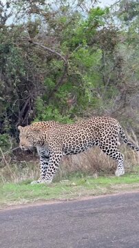 Leopard walking in the forest 