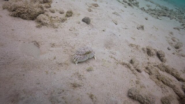 A box crab shuffles across a pale sandy seabed, its rounded shell and tucked claws giving it a compact, armored look. As it moves, fine grains of sand lift and settle around its legs.