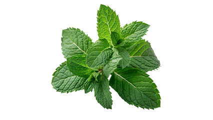 Bunch of fresh green mint leaves macro detail aromatic garden herb isolated on transparent background © Samuel Sutton