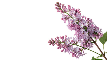 Beautiful aromatic purple lilac flower branches spring garden flora decoration isolated on transparent background © Samuel Sutton