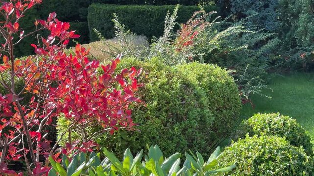 Vibrant red autumn foliage glowing in bright sunlight alongside neatly pruned green boxwood bushes and evergreen shrubs in a garden.