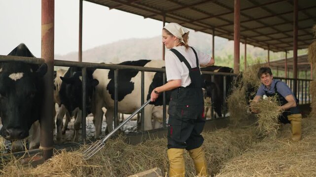 Caucasian young couple dairy farmers working in a modern cowshed. 