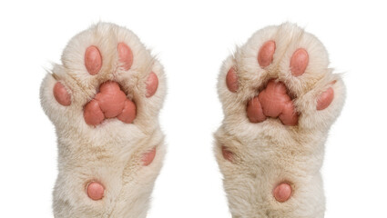 Fluffy white cat paws with pink pads, isolated on transparent background © roofi