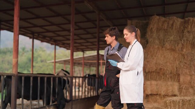 Caucasian veterinarian and male farmer examining cows in modern cowshed.