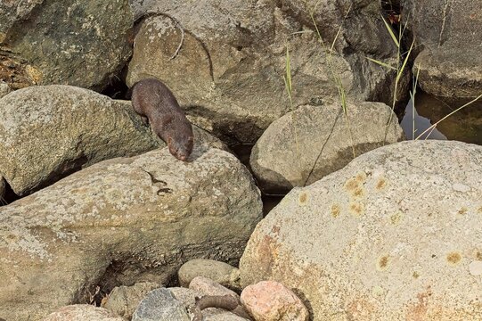 American mink (Neogale vison), is a small, semi-aquatic mammal originally from North America, Korkeasaari Zoo, Helsinki, Finland, Europe.