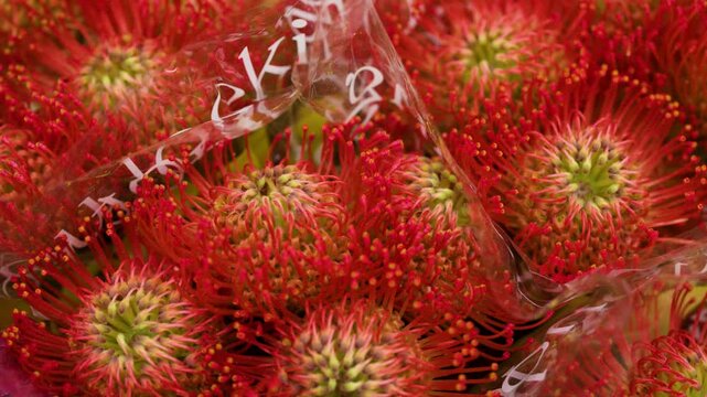 Vibrant Red Pincushion Protea Flowers Wrapped in Cellophane at Flower Market