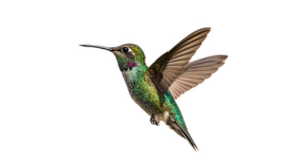 Small beautiful humming bird flying vibrant colorful exotic wildlife creature isolated on transparent background © Stefan