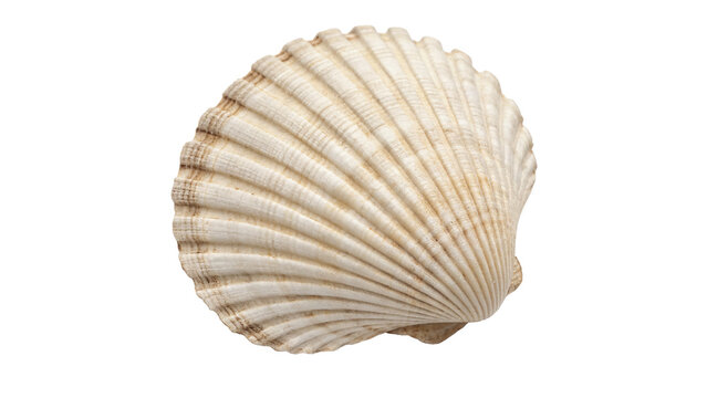 Single beautiful white sea shell clam aquatic marine creature wildlife isolated on transparent background