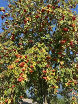 Rowan tree full of red berries on sunny autumn day
