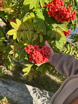 Child hand holding bunch of red rowan berries on sunny autumn day