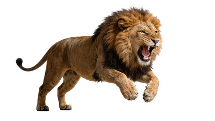 Majestic male lion with full mane roaring, isolated on transparent background © mesopin