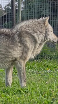 Majestic gray wolf walking gracefully inside enclosure grass footage video clip showing animal wildlife behavior nature habitat environment