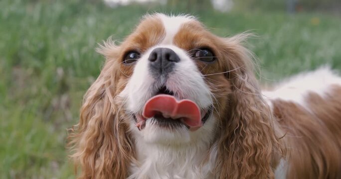 Cavalier king charles spaniel dog panting with tongue out in green spring park close up shot.