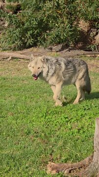 Majestic gray wolf walking gracefully through green grassy clearing in bright sunlight captured in video footage clip