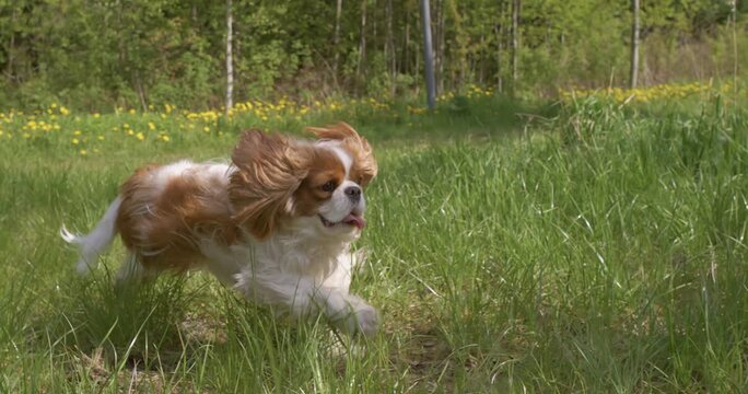 A cute cavalier king charles spaniel dog is happily running and playing in slow motion across a vibrant green grass field on a sunny day.