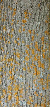 Vibrant orange and yellow spots patchworked across the tree bark are lichens, specifically Xanthoria parietina, commonly known as the common orange lichen or maritime sunburst lichen, Estonia, Europe.