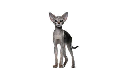 Small hairless sphynx cat standing full body profile isolated on transparent background © Alistair