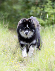 Obraz premium Pomsky in nature