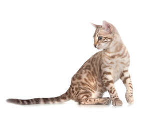 bengal cat in studio © cynoclub