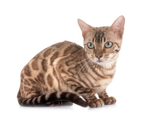 bengal in studio © cynoclub
