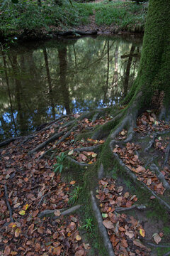 A tree besides the River Lyd at  Lydford Gorge Dartmoor Devon 